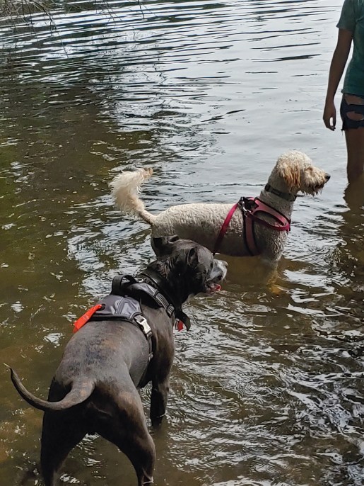 (In this picture, Boru and Betty wait for the ball to be thrown at a dog friendly lake  photo credit: Stacie DeCosta)