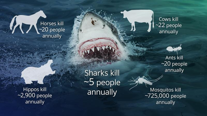 A Shark’s Deadly Reality