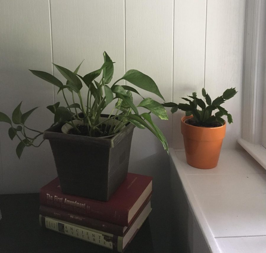 Just a relaxing image of some plants and a book- remember not to stress!