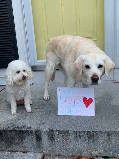 Dogs Cleo and Cando giving their support to Dogs 2020.