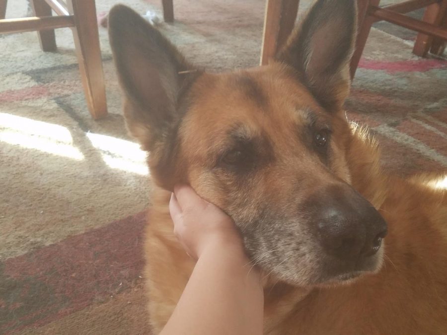 Leannas German Shepard Bobo! Hes a retired service dog and the sweetest boy you will ever meet!