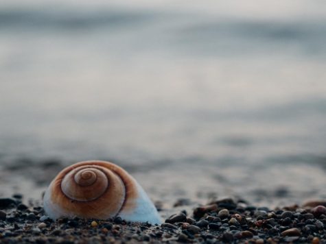 Burden, Aaron. “Snail Shell.” Stocksnap.io, n.d., https://stocksnap.io/photo/snail-shell-3VRWN86IJ3. Accessed 10 Mar. 2023. 