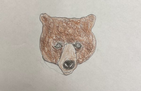 Drawing of a bear