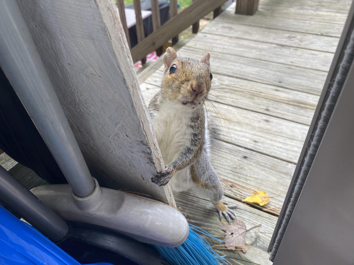 Squirrel by the door
