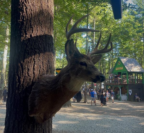 Taxidermy in the village