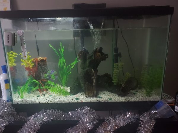 One of the many fish tanks