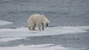 Sick polar bear walking on snow. (Photo taken from Creative Common Licences)