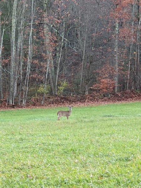 As Spring approaches wild animals are spotted.  Here is a deer captured in an open field.