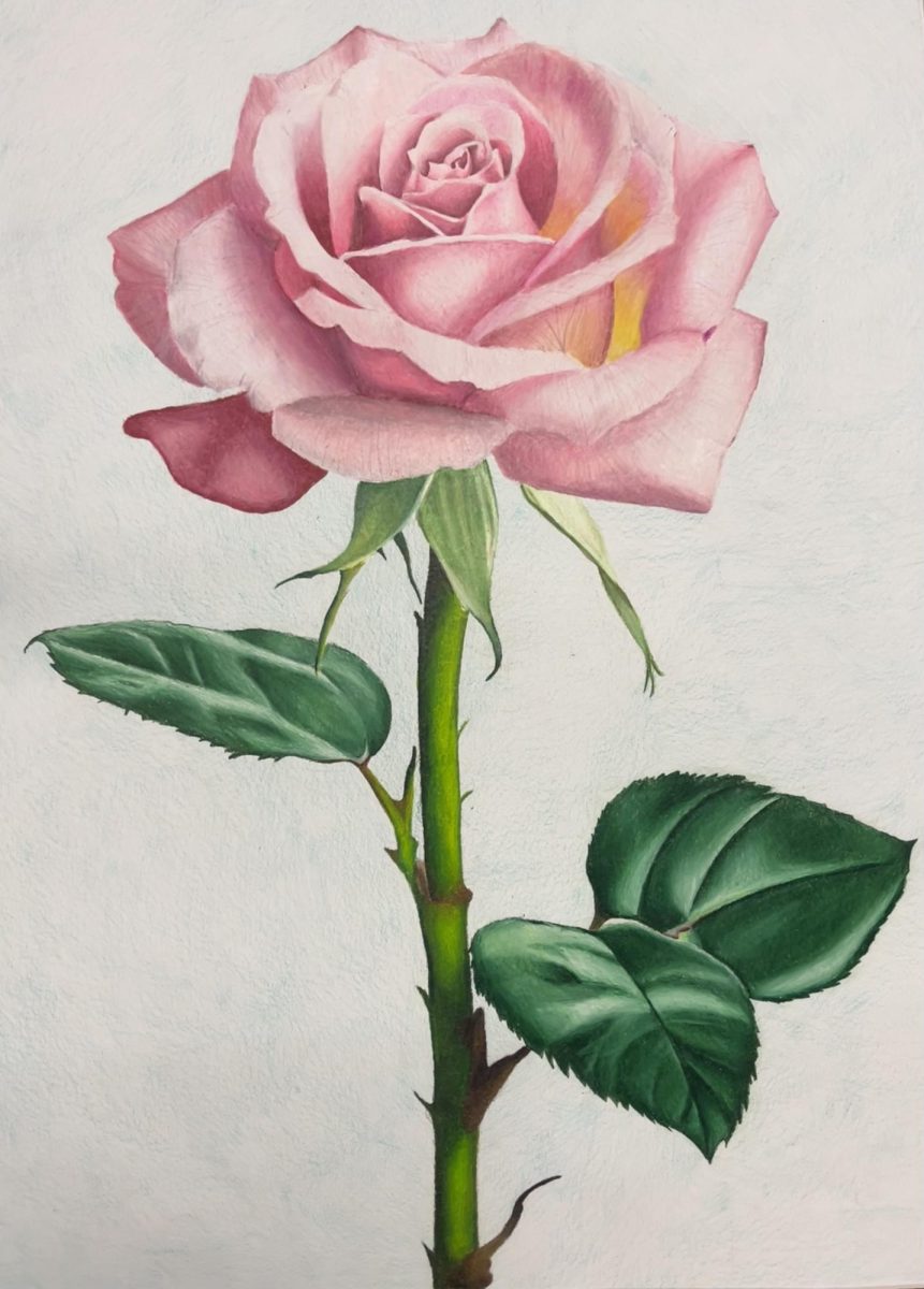 Rose In Bloom