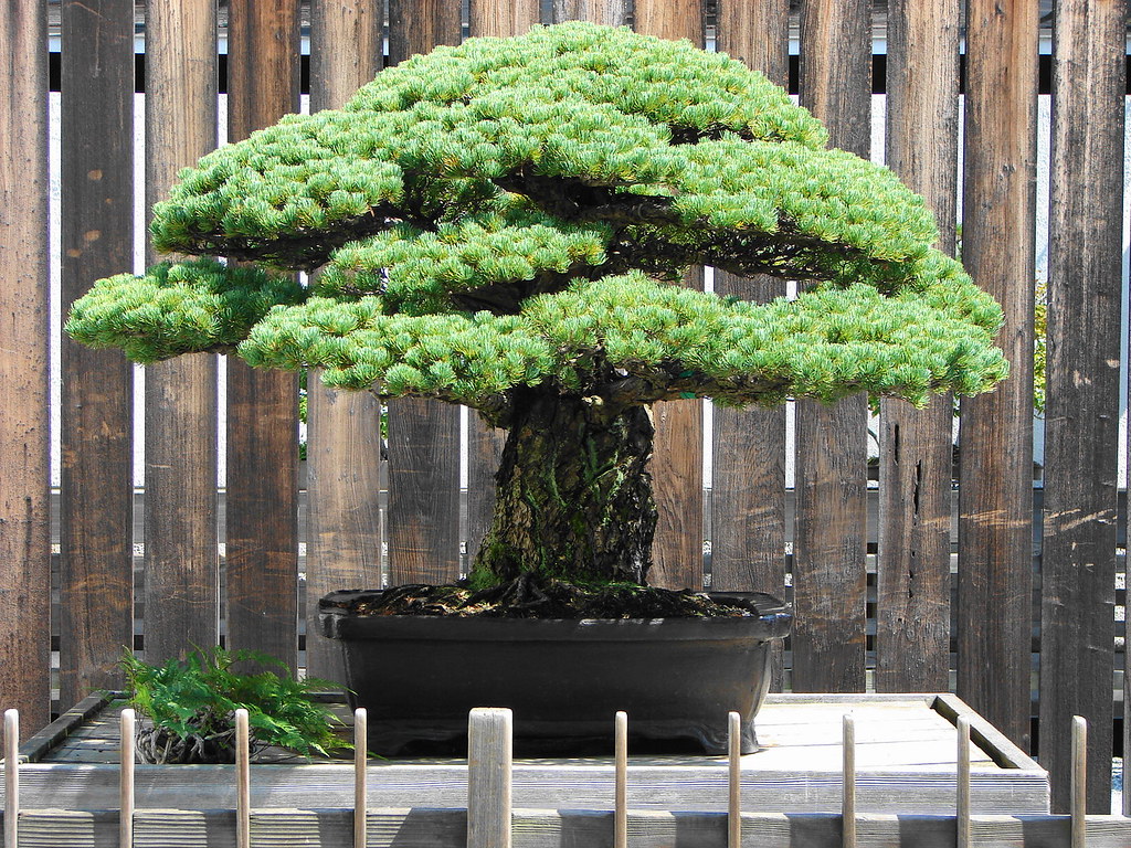 The Art Of The Bonsai Tree