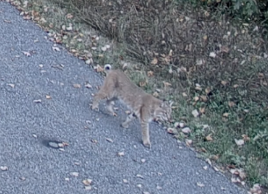 Picture taken by Mr. Buswell's trail cam on the side of the school
