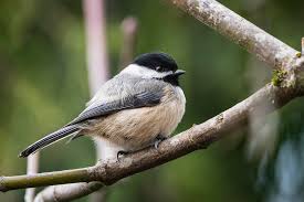 Black-capped chickadee rests on a branch