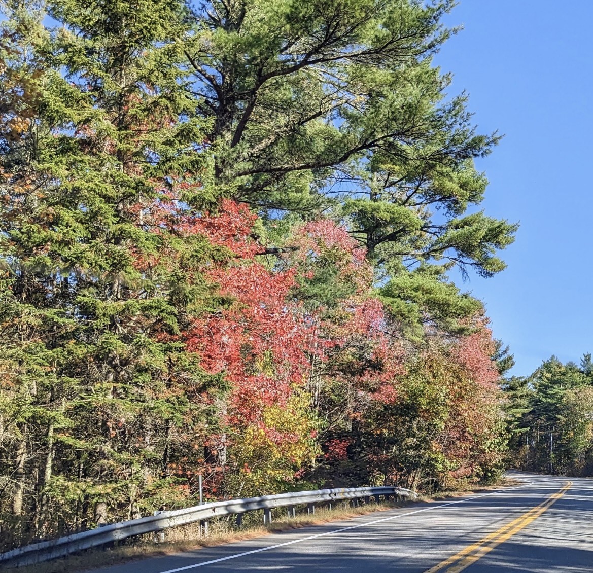 Fall Foliage 