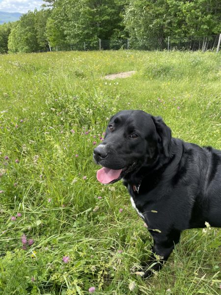 Dog in feild