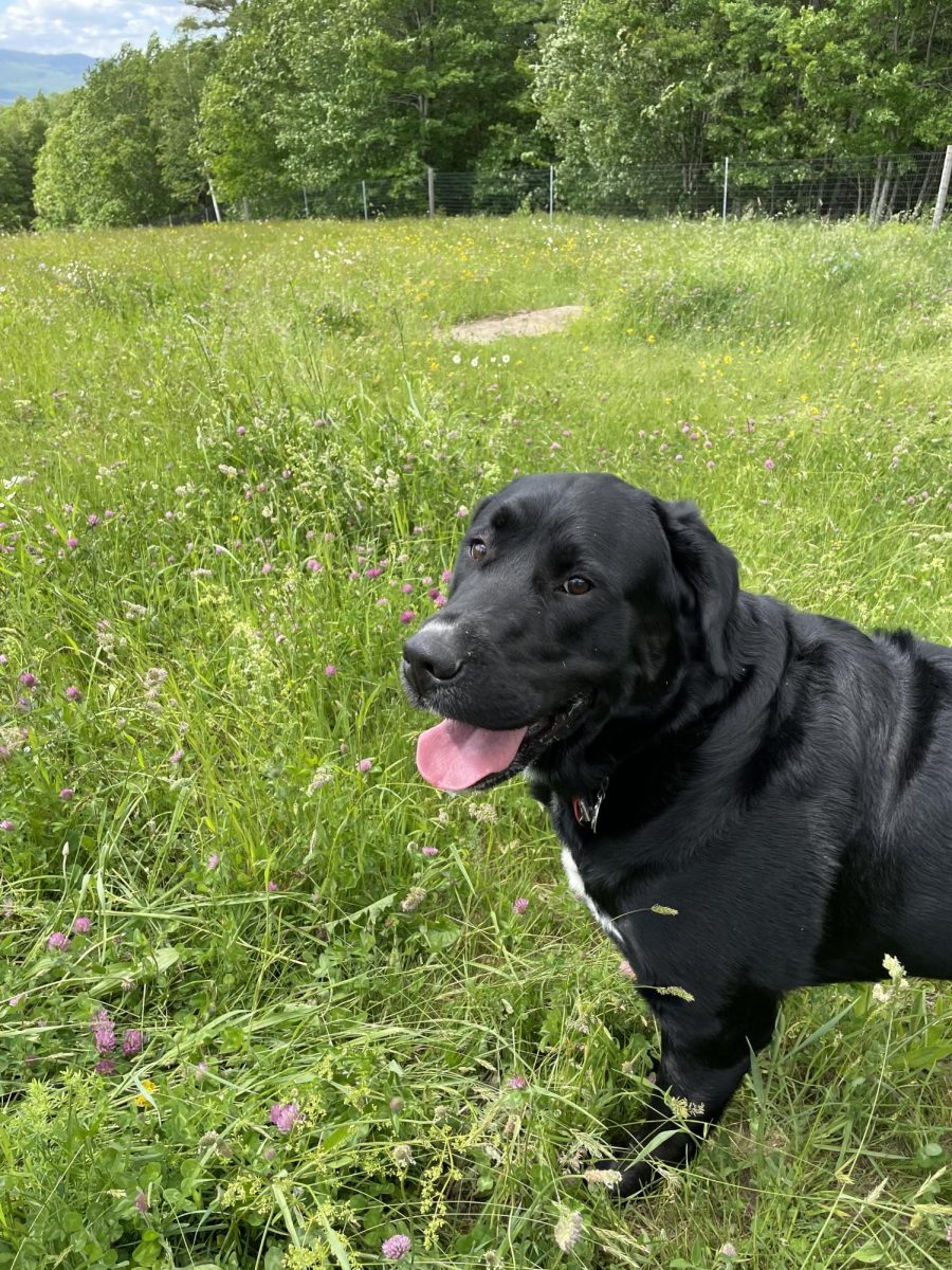 Dog in feild