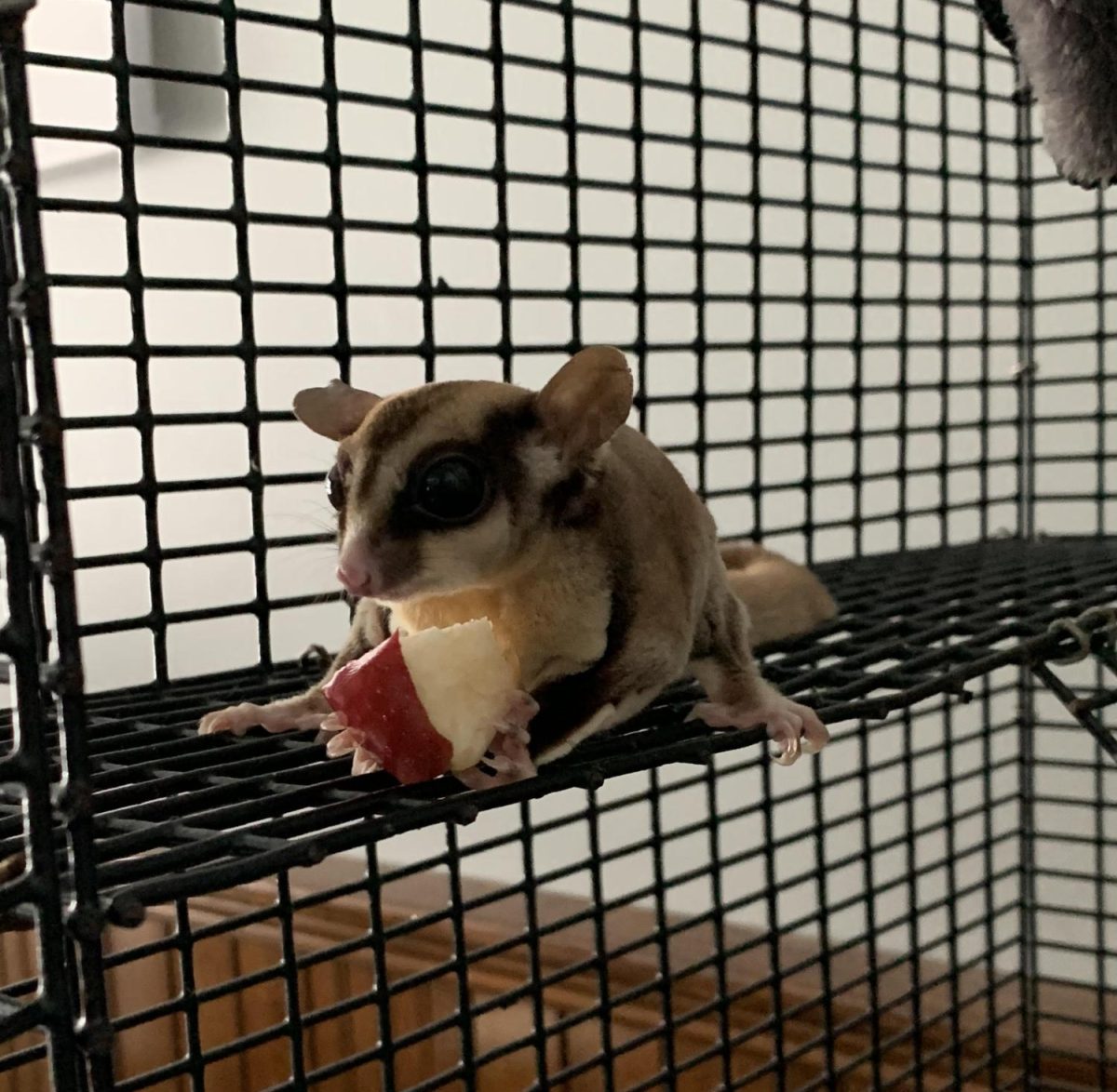 Flying Squirrel eating in cage