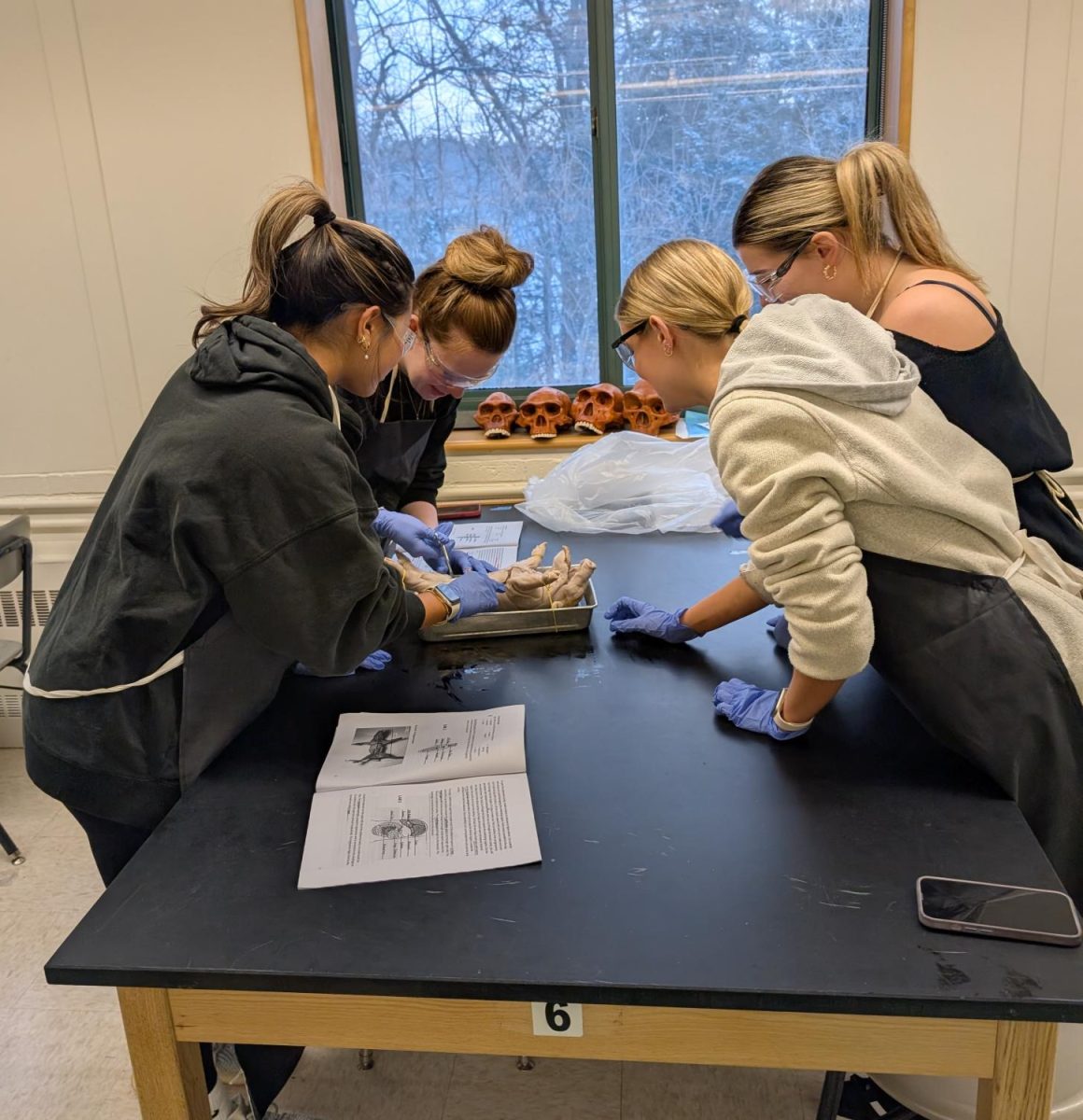 Anatomy students performing a pig dissection