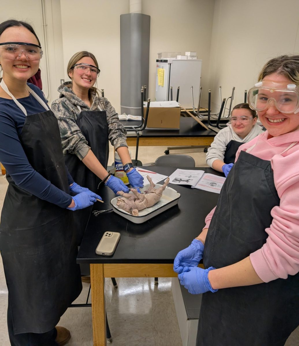 Anatomy students performing a pig dissection