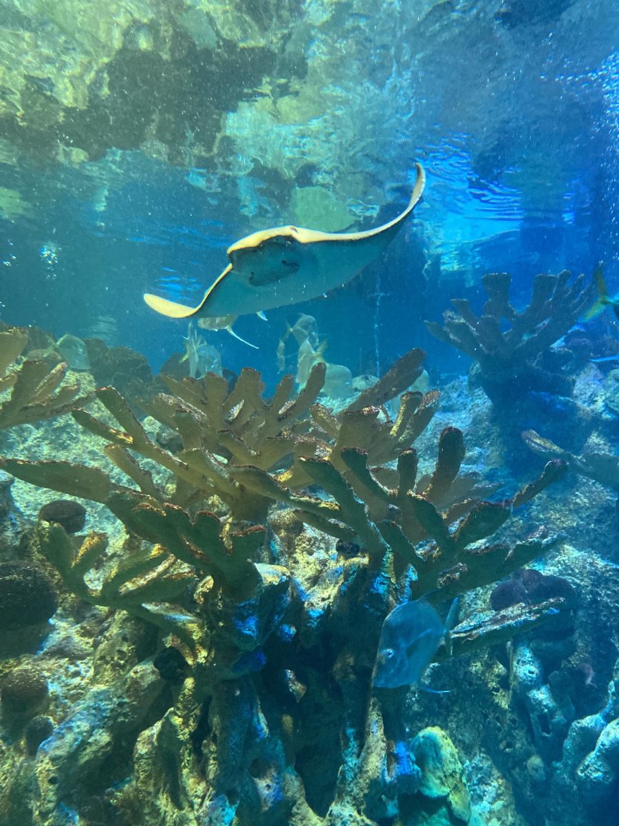 Cownose Ray swimming around a coral reef at the New England Aquarium.