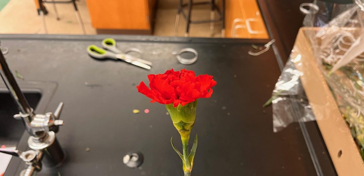 The carnations begin with finding the amount of flowers needed