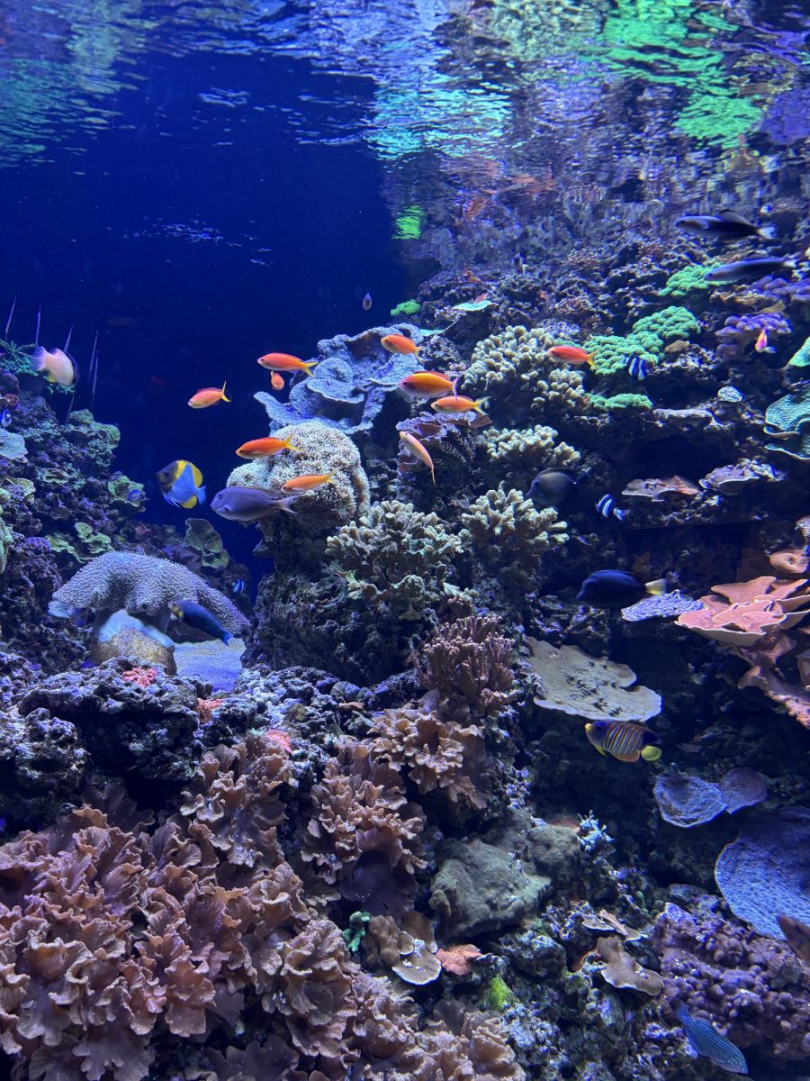 A School of Fish in the Boston Aquarium