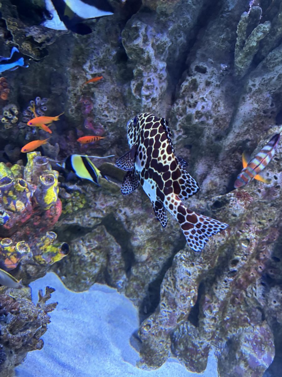 A Harlequin Sweetlips Swimming with Some Goldfish