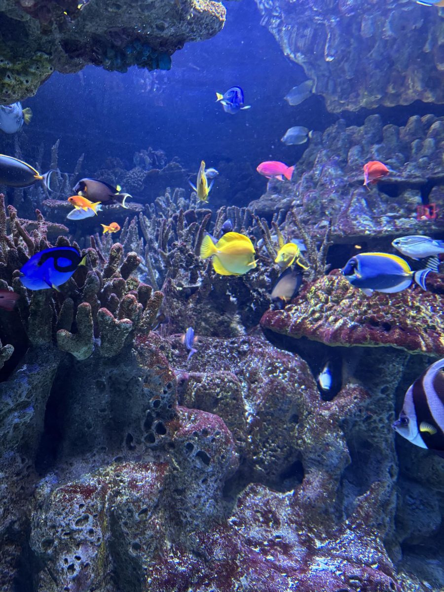 Some Coral and Different Types of Fish in the Big Tank