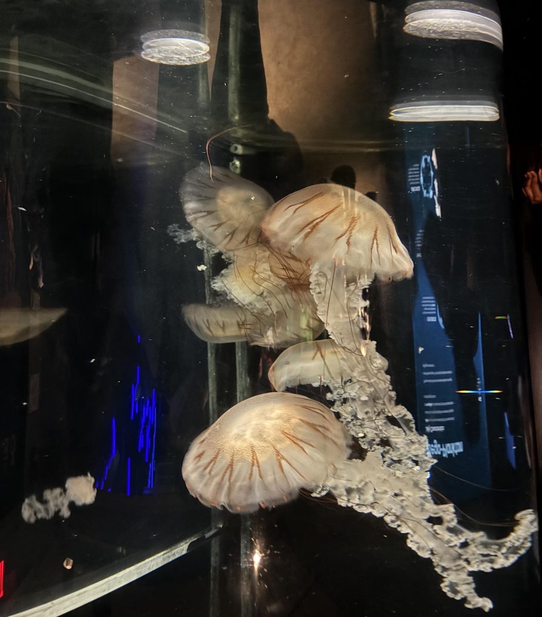 Five Jellyfish in a Small Tank