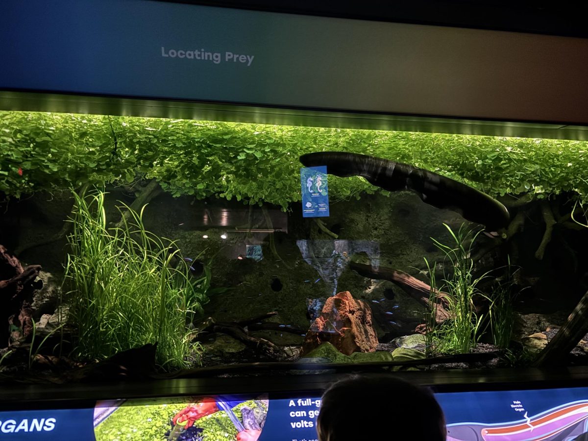 An Eel in a Swamp-Like Tank with Greens and Wood
