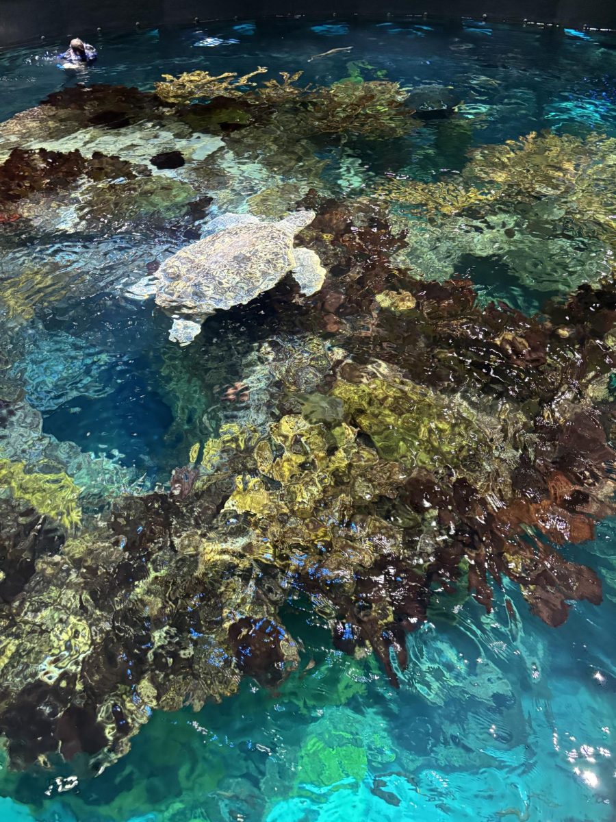 A Sea Turtle Swimming on Top of the Coral Reef of the Aquarium 