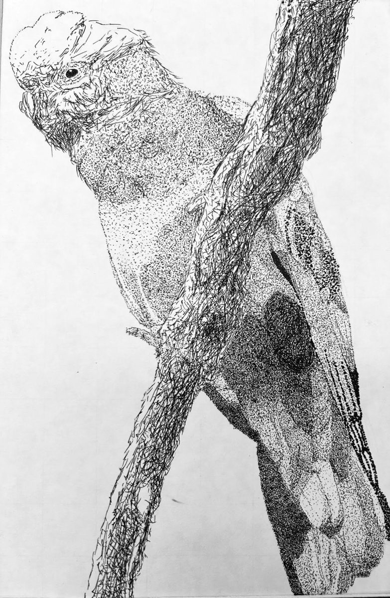 Galahbird
