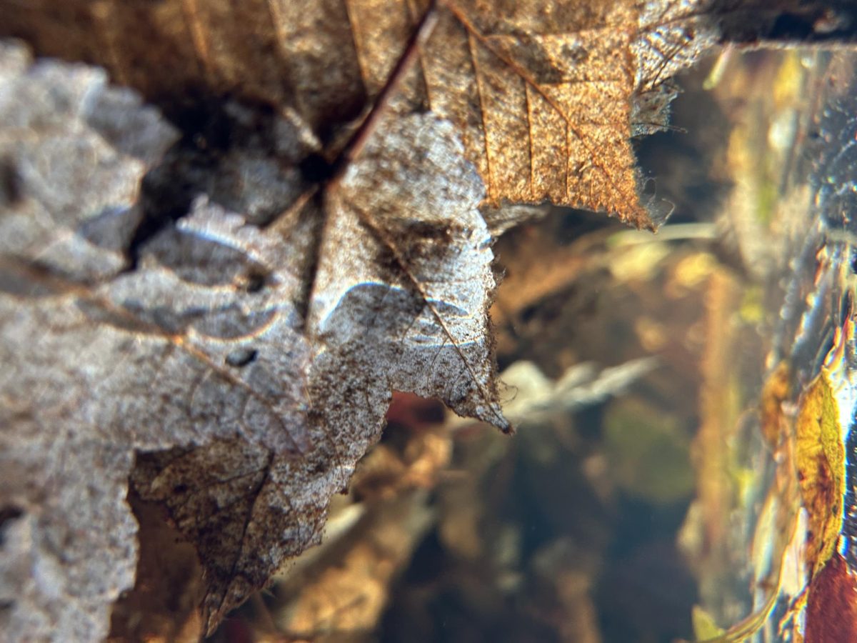 Leaves Underwater
